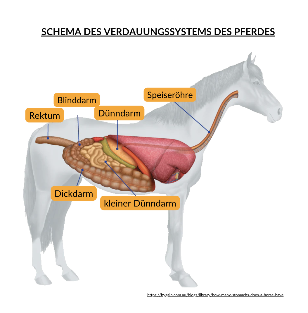 schéma appareil digestif cheval